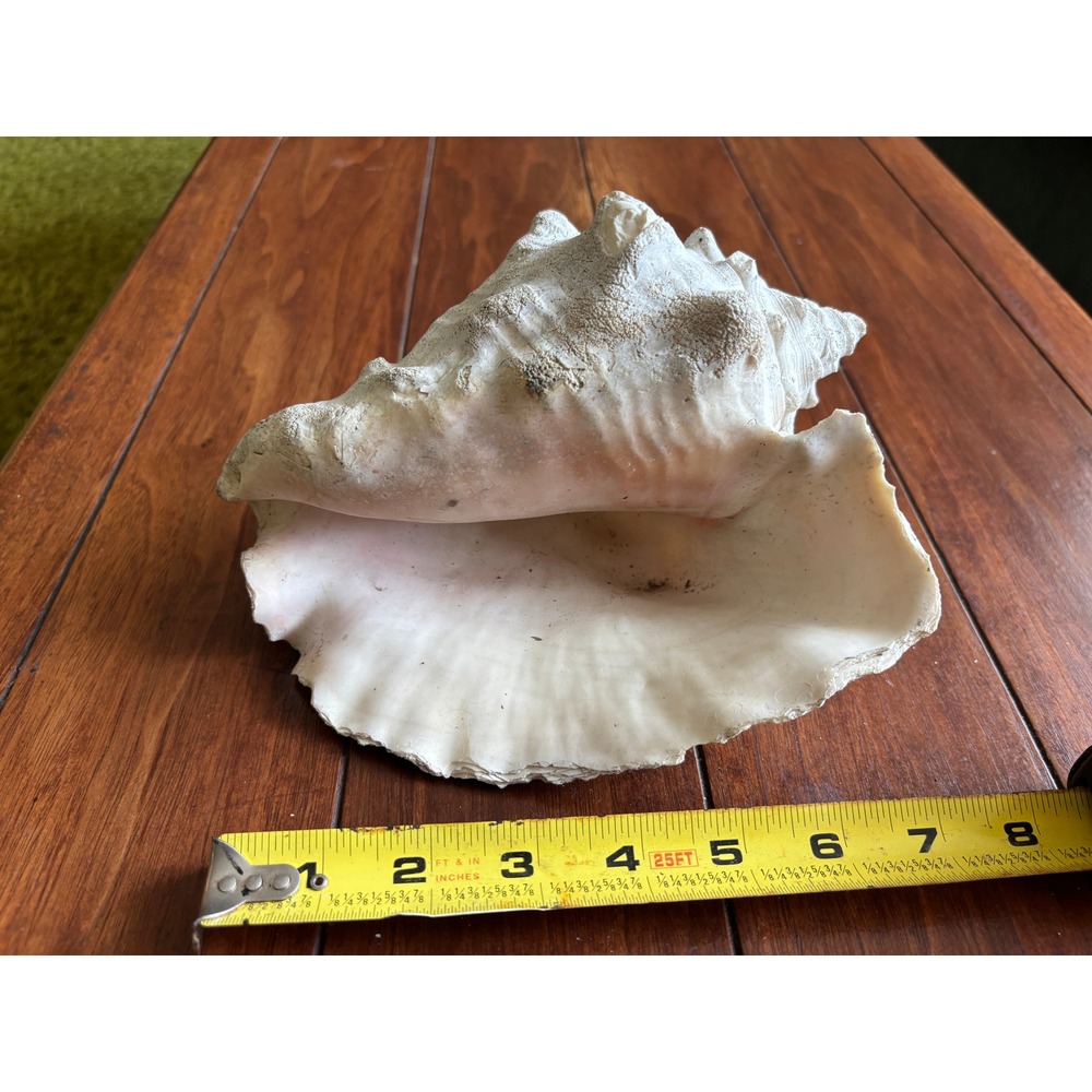 Large Queen Conch Shell 8 Inch Natural Pink Interior Vintage 1960's Philippines